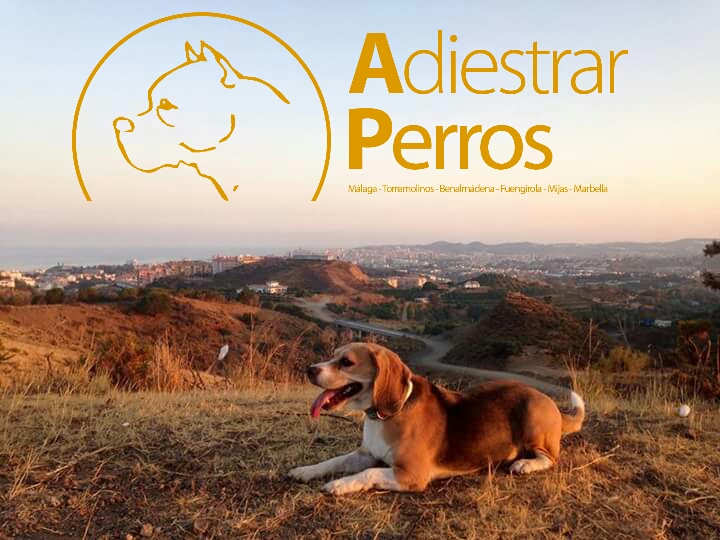 Adiestramiento canino para todas las razas Fuengirola (6)