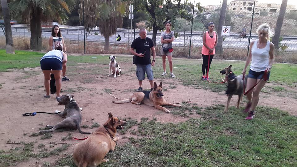 Adiestramiento canino para todas las razas Fuengirola (8)