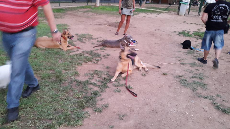 Adiestramiento canino para todas las razas Fuengirola (9)