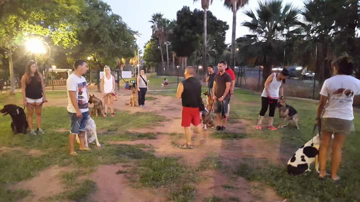 Adiestramiento de perros de obediencia todas las razas Fuengirola, Mijas ybenalmadena (10)
