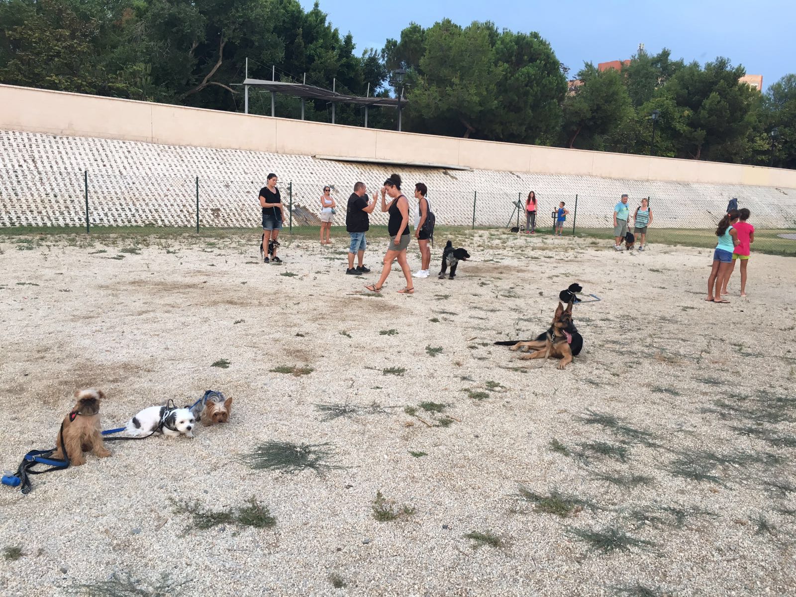 Adiestramiento de perros de obediencia todas las razas Fuengirola, Mijas ybenalmadena (13)