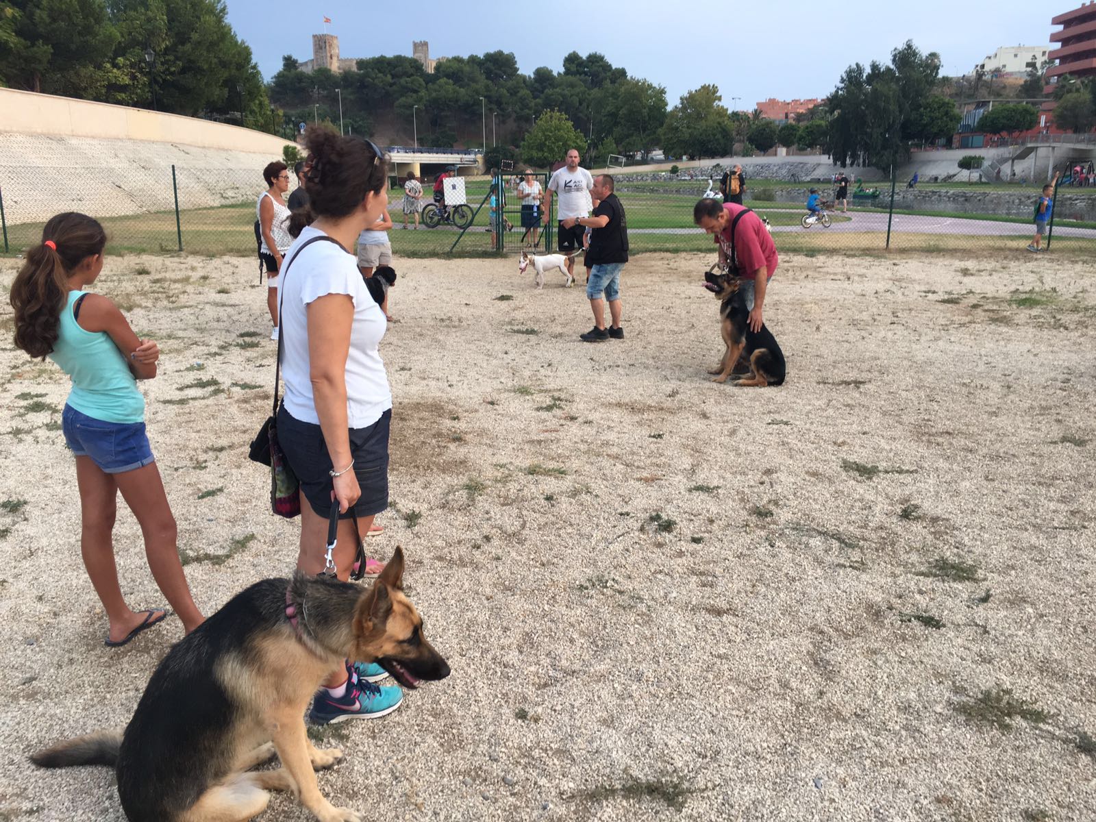 Adiestramiento de perros de obediencia todas las razas Fuengirola, Mijas ybenalmadena (23)