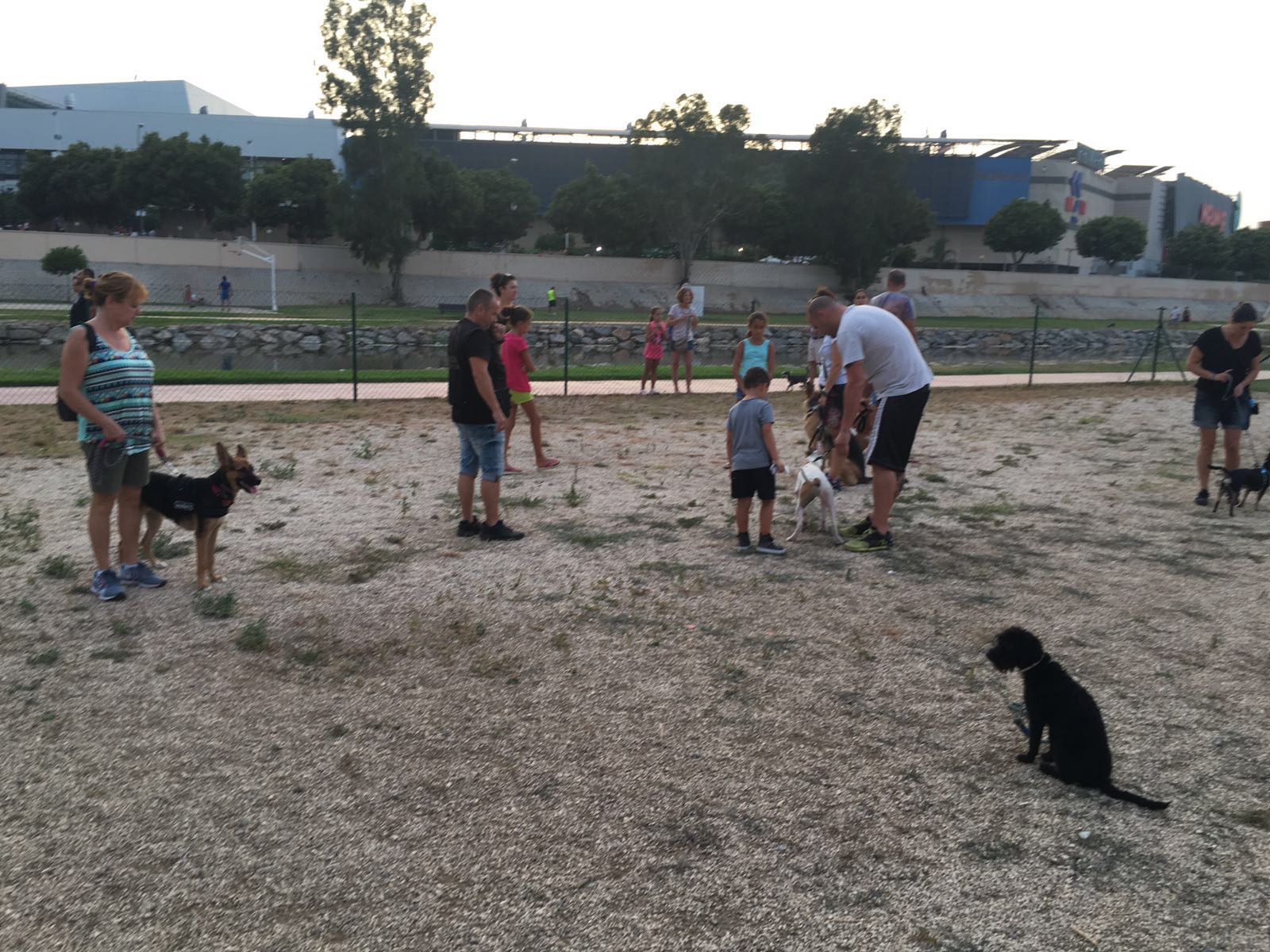 Adiestramiento de perros de obediencia todas las razas Fuengirola, Mijas ybenalmadena (25)
