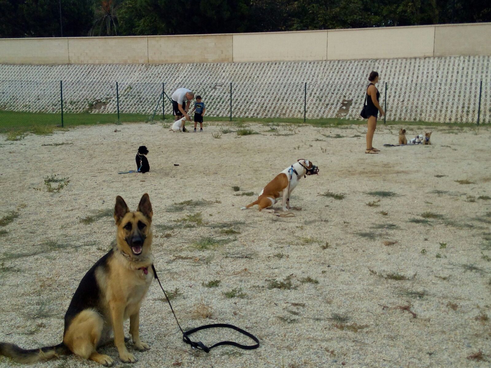 Adiestramiento de perros de obediencia todas las razas Fuengirola, Mijas ybenalmadena (27)
