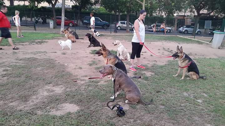 Adiestramiento de perros de obediencia todas las razas Fuengirola, Mijas ybenalmadena (29)
