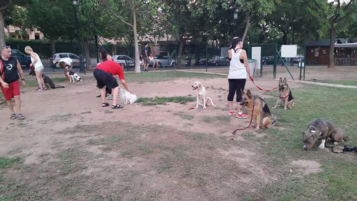 Adiestramiento de perros de obediencia todas las razas Fuengirola, Mijas ybenalmadena (3)