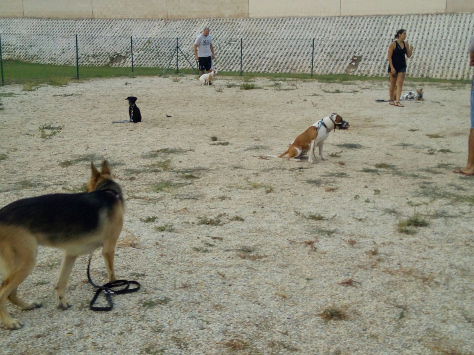 Adiestramiento de perros de obediencia todas las razas Fuengirola, Mijas ybenalmadena (34)