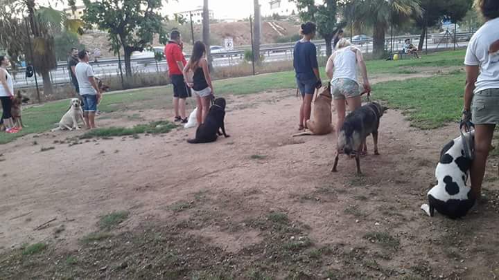 Adiestramiento de perros de obediencia todas las razas Fuengirola, Mijas ybenalmadena (4)