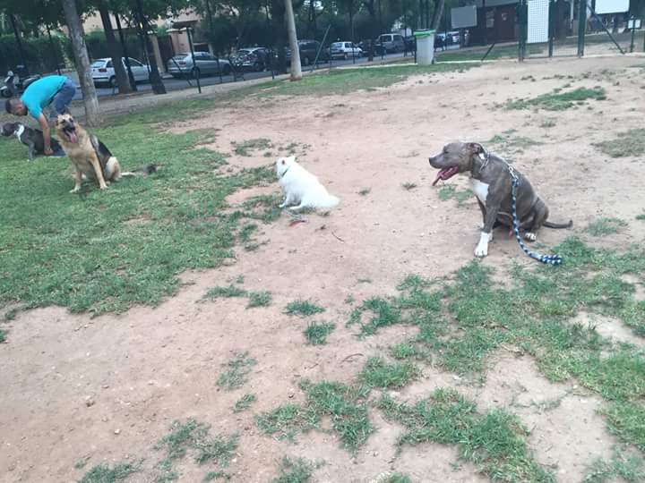 Adiestramiento de perros de obediencia todas las razas Fuengirola, Mijas ybenalmadena (5)