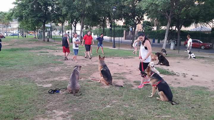 Adiestramiento de perros de obediencia todas las razas Fuengirola, Mijas ybenalmadena (6)