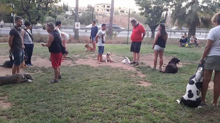 Adiestramiento de perros de obediencia todas las razas Fuengirola, Mijas ybenalmadena (7)