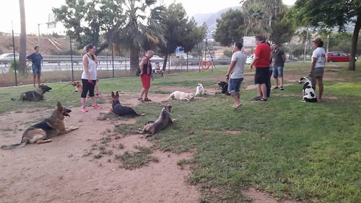 Adiestramiento de perros de obediencia todas las razas Fuengirola, Mijas ybenalmadena (8)