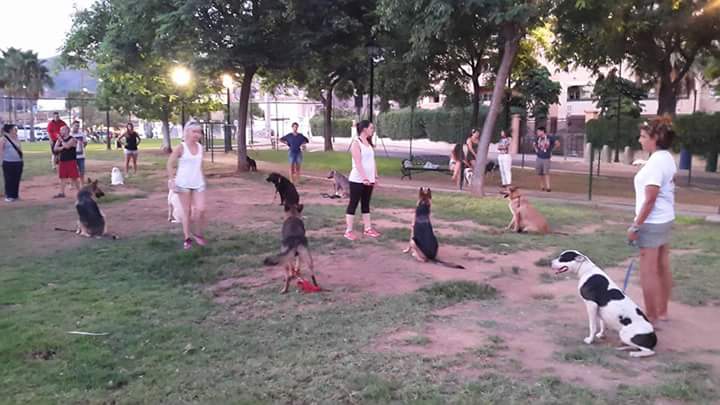 Adiestramiento de perros de obediencia todas las razas Fuengirola, Mijas ybenalmadena (9)