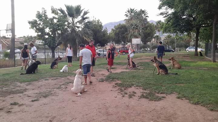 Grupos de Adiestramiento de obediencia para perros en toda la Costa del sol (7)