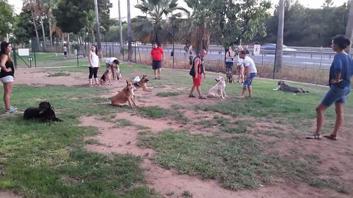 Grupos de Adiestramiento de obediencia para perros en toda la Costa del sol (9)