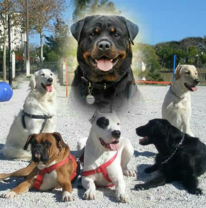 Adiestramiento canino en grupos personalizados.
