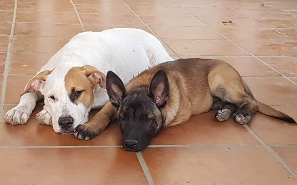 Adiestramiento canino y residencia canina Kiara para la zona de Fuengirola, Mijas, Benalmádena, Torremolinos, Marbella y toda la provincia de Málaga