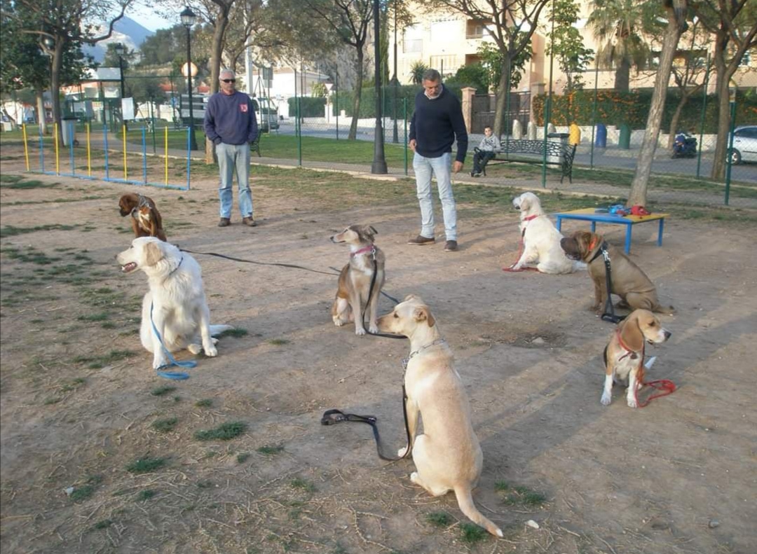 Adiestramiento canino, Educación canina, Problemas de comportamiento y socialización, Residencia canina, Torremolinos, Benalmádena, Fuengirola, Mijas, Marbella y toda la provincia de Málaga.