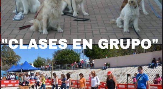 Adiestramiento canino en grupo para Fuengirola, Mijas, Benalmadena y en toda la provincia de Málaga.
