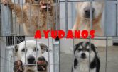 Adiestramiento canino, obediencia, guarda,defensa problema de comportamiento. Fuengirola, Mias, Benalmadena, Trremolinos, Marbella y toda la provincia de Málaga,