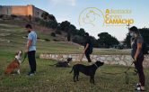 Adiestramiento-canino-educaciòn-canina-adiestramiento-en-grupo-problemas-de-comportmiento-Fuengirola-Mijas-Benalmadena-Arroyo-de-la-miel-y-toda-la-provincia-de-Malaga