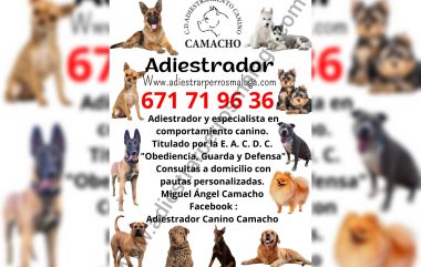 🐾Para más información puedes llamarnos al 671 71 96 36 sin compromiso. Y no olvides visitar nuestro Facebook adiestrador canino Camacho , darle un like y compartir!!.🐾
