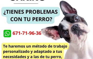 Podemos ayudarte a solucionar los problemas que presente tu perro que no te gusten!!
